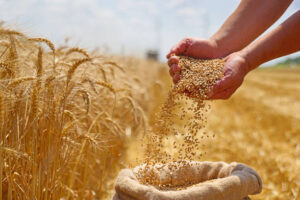 Semillas de avena