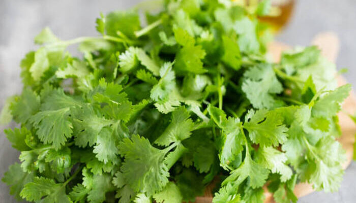 Cilantro en una mesa