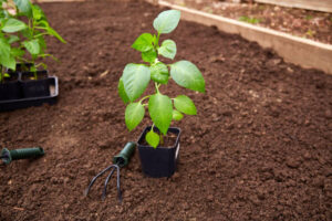 Planta de chile jalapeño preparada para ser transladada