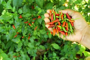 Granjero después de recoger chiles jalapeños